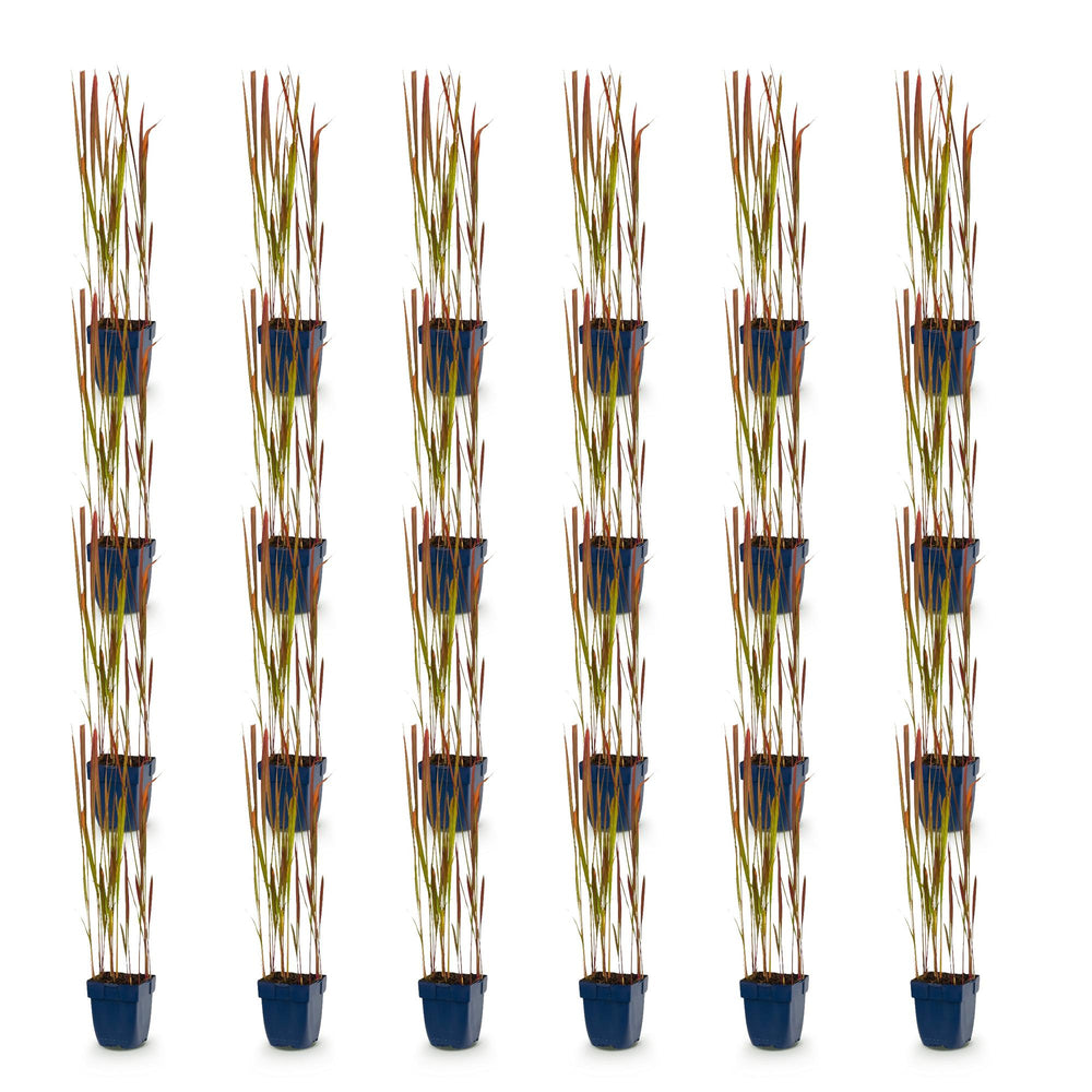 24x Imperata cylindrica Red Baron Japanese blood grass in 11cm pots - view 2