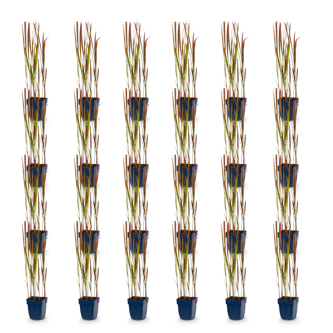 24x Imperata cylindrica Red Baron Japanese blood grass in 11cm pots - view 2