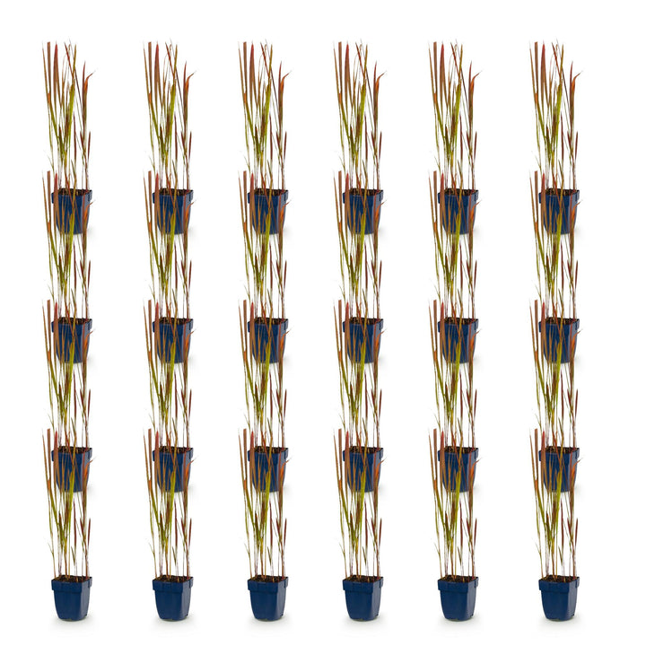 24x Imperata cylindrica Red Baron Japanese blood grass in 11cm pots - view 2