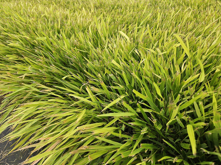 Hakonechloa macra Japanese Forest Grass 20 Pack - 9cm Pots