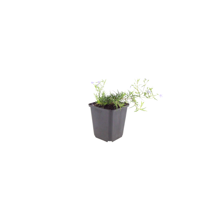 24x Phlox (S) 'Emerald Cushion Blue'- ↕10-25cm - Ø9cm