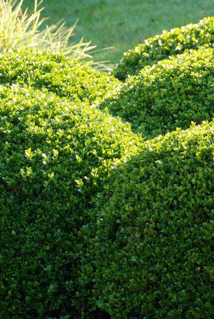 60 Buxus Sempervirens boxwood plants, 10-25cm tall, lush green evergreen shrubs by Everspring for landscaping.