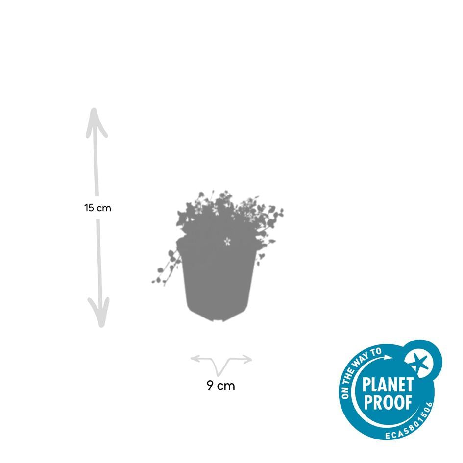 40x Isotoma fluviatilis Alba White Star Creeper - 10-25cm - Ø9cm