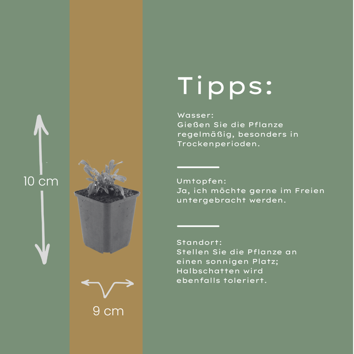 60x Gaura l. 'Siskiyou Pink' - ↕10-25cm - Ø9cm