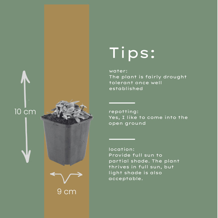 48x Anaphalis triplinervis - ↕10-25cm - Ø9cm