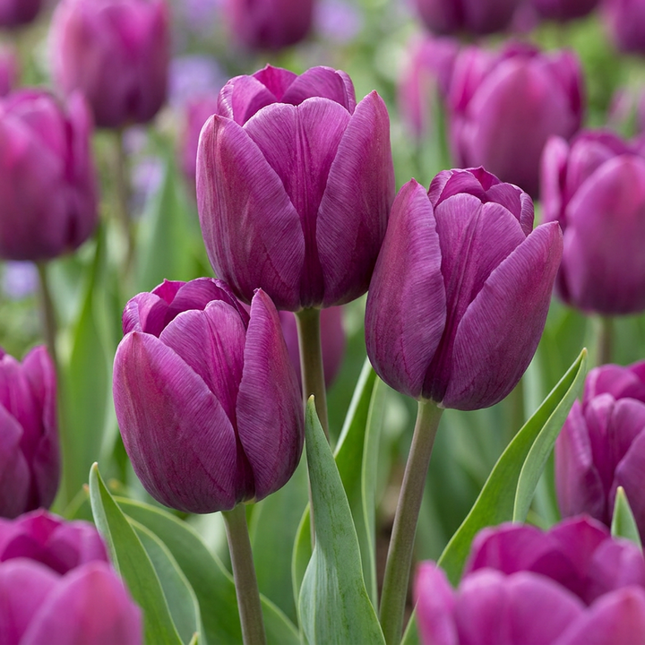 120x Tulipa Triumph Purple - Tulipe Triumph Pourpre - Violet - Floraison printanière - Calibre 11/12