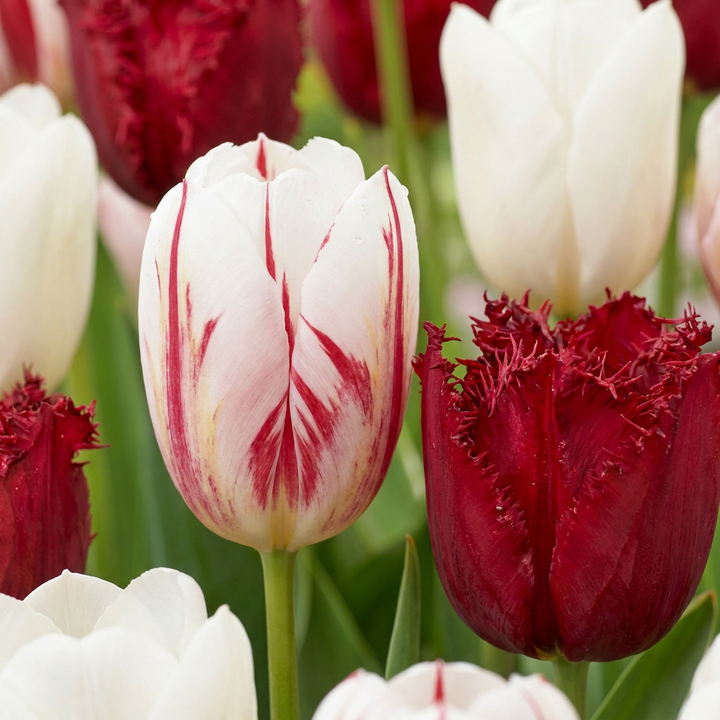 120x Tulipa Dutch Design - Tulipe Dutch Design - Rose et Blanc - Floraison printanière - Calibre 11/12
