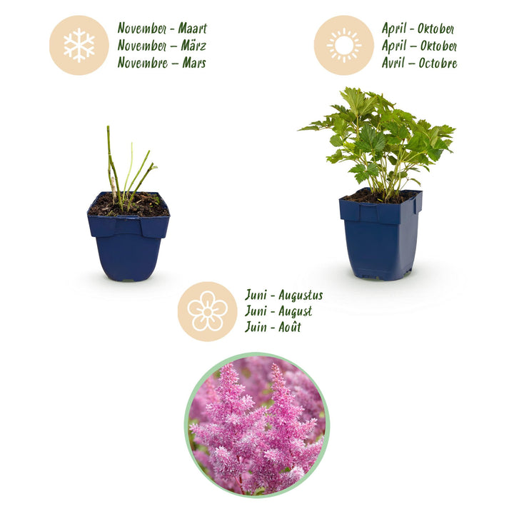 24 Astilbe chinensis var. pumila plants in 11cm pots, 15-25cm tall - view 4