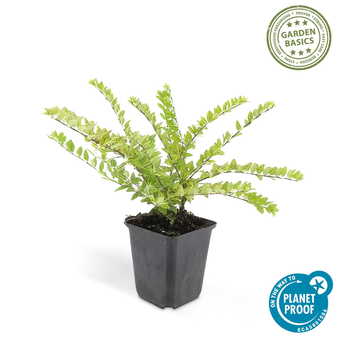 48x Lonicera nit. 'Maigrün' - ↕10-25cm - Ø9cm