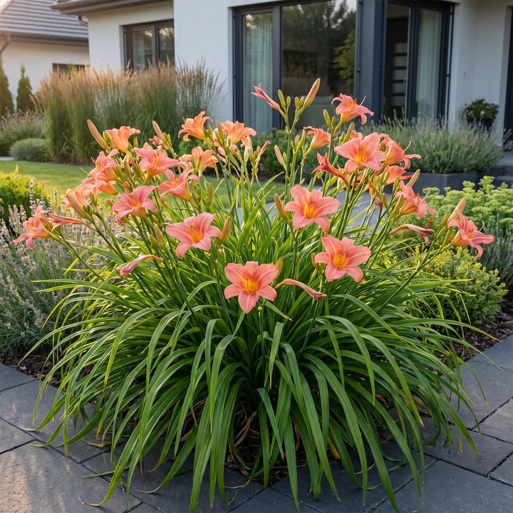 24 Hemerocallis 'Pink Damask' daylily plants in 11cm pots, 15-25cm tall - view 6