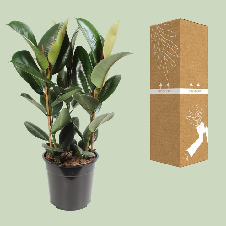 Ficus Elastica Robusta 85cm - Rubber Plant Air Purifier 27cm Pot
