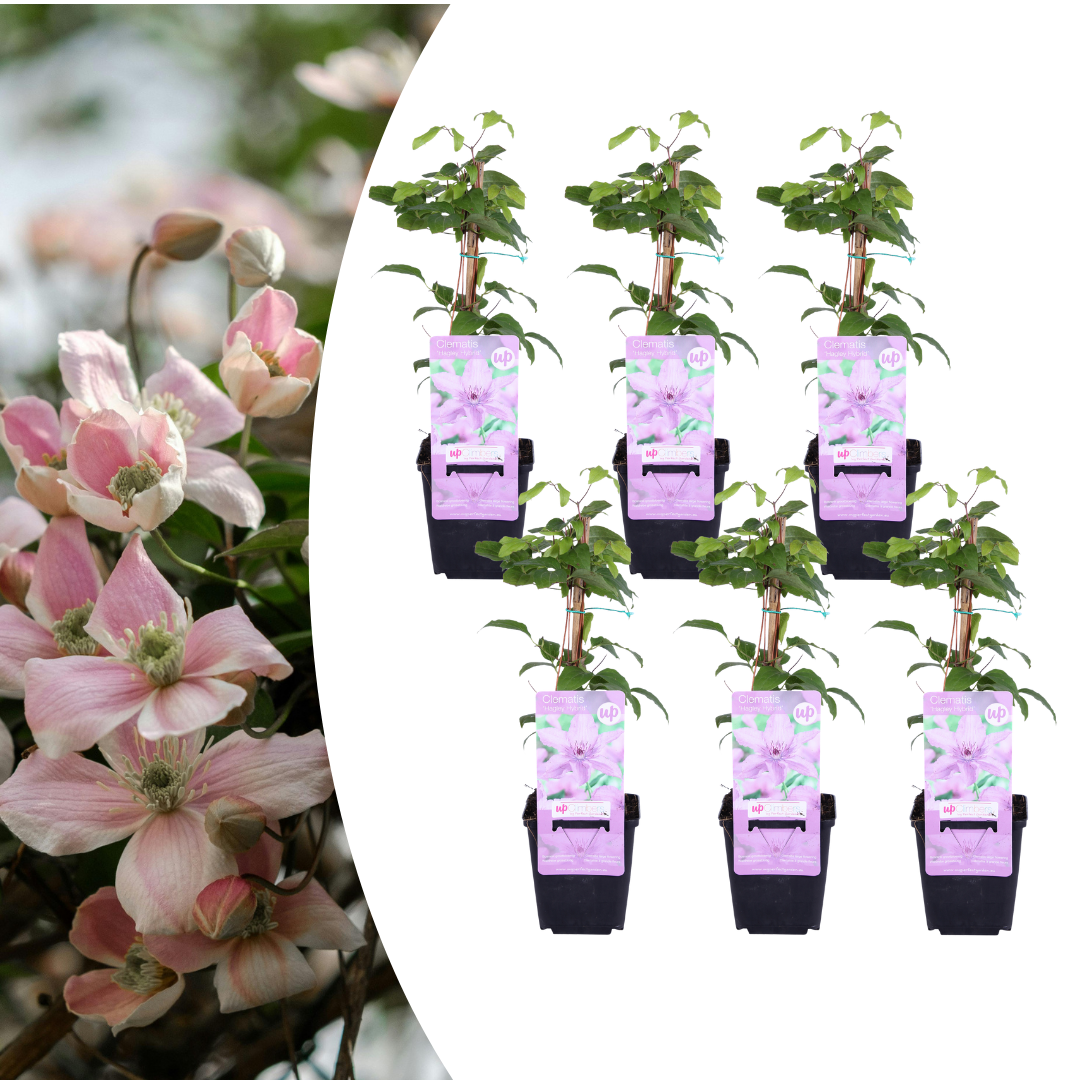 Pack of 6 Clematis ‘Hagley Hybrid’, P9 Pot, Beautiful Pink Flowering Climbing Plant