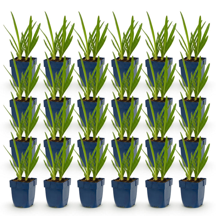 24 Agapanthus africanus blue and white duo plants in 11cm pots - view 2
