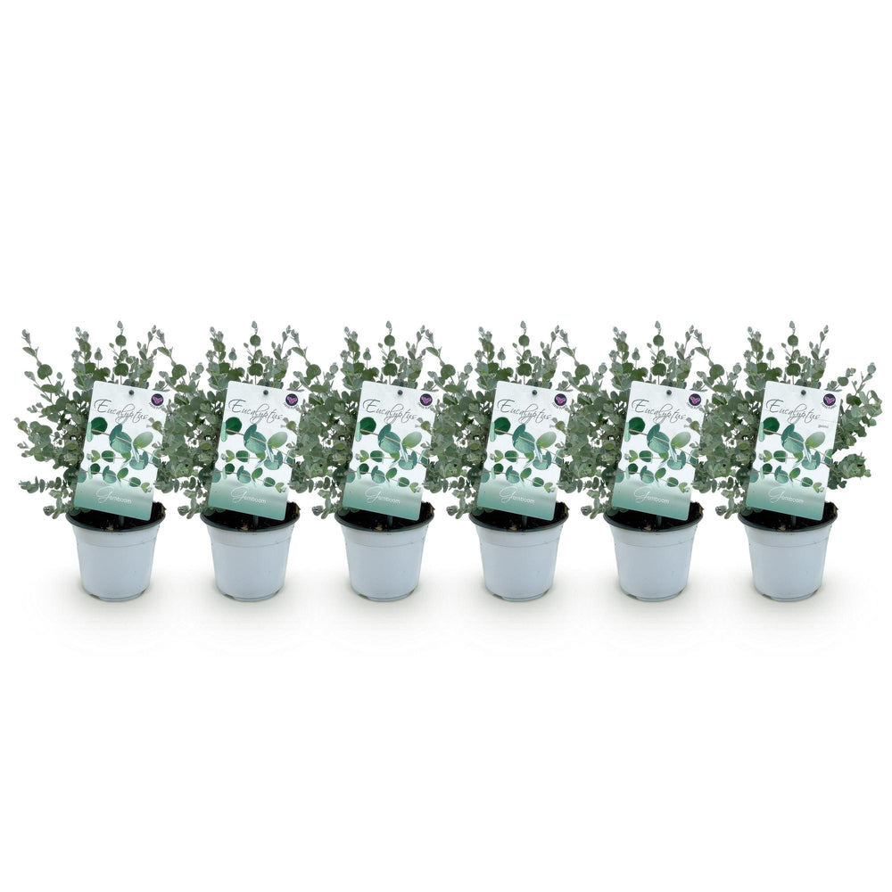 Pack of 6 Eucalyptus gunnii plants in 14cm pots, 30cm tall - view 2