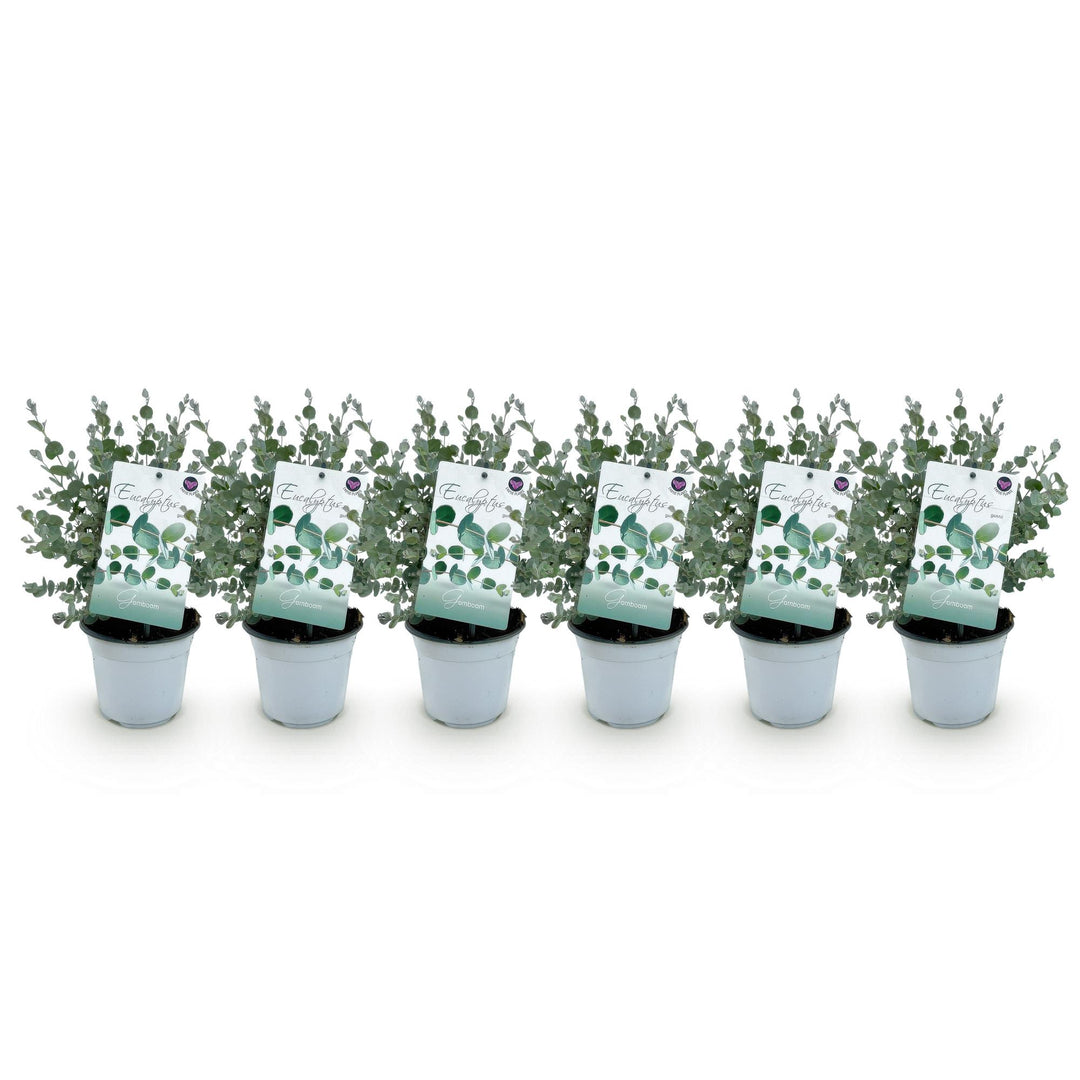 Pack of 6 Eucalyptus gunnii plants in 14cm pots, 30cm tall - view 2