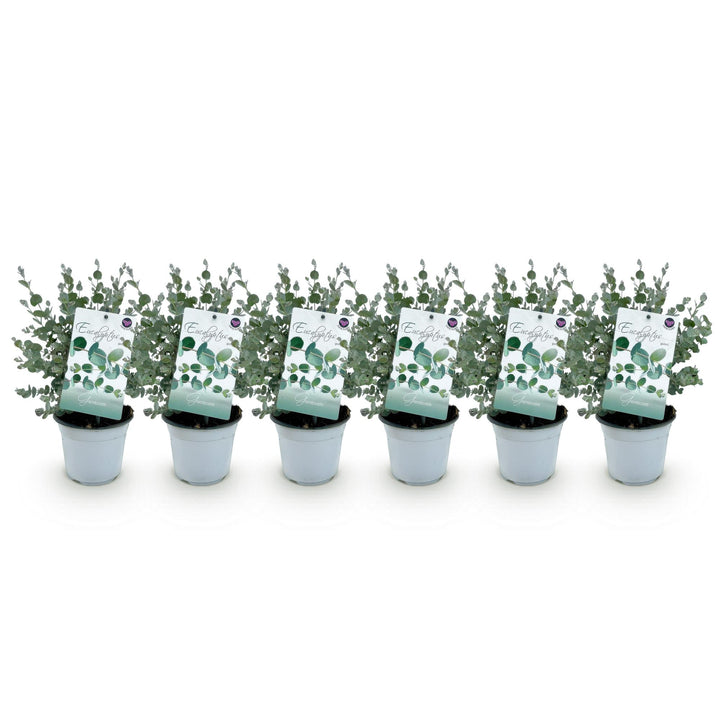 Pack of 6 Eucalyptus gunnii plants in 14cm pots, 30cm tall - view 2