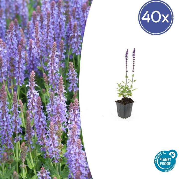 40x Salvia Caradonna - Violet-Blue Meadow Sage - 10-25cm - Ø9cm