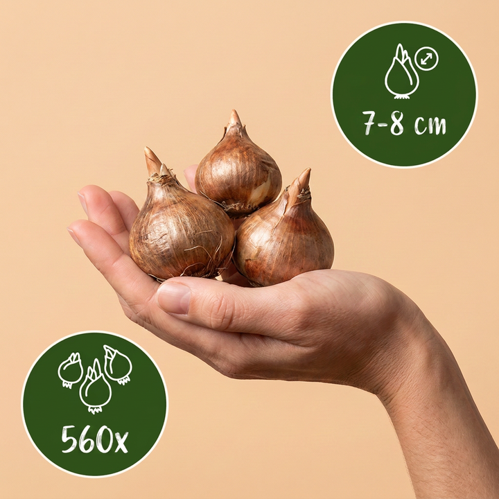 560x Crocus mix - Crocus en mélange - Divers - Bulbe naturalisant - Calibre 7/8