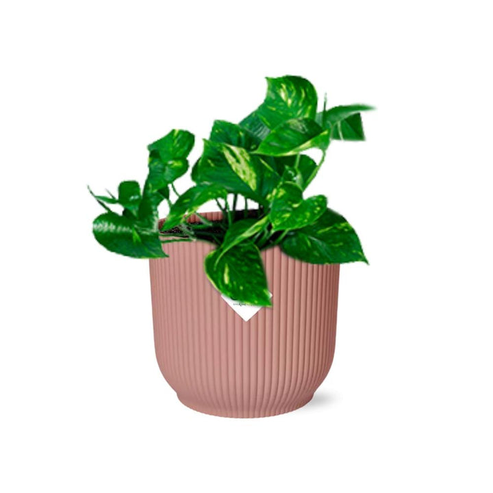 Golden Pothos (Epipremnum pinnatum 'Aureum') in a pink ELHO Vibes pot, view 2