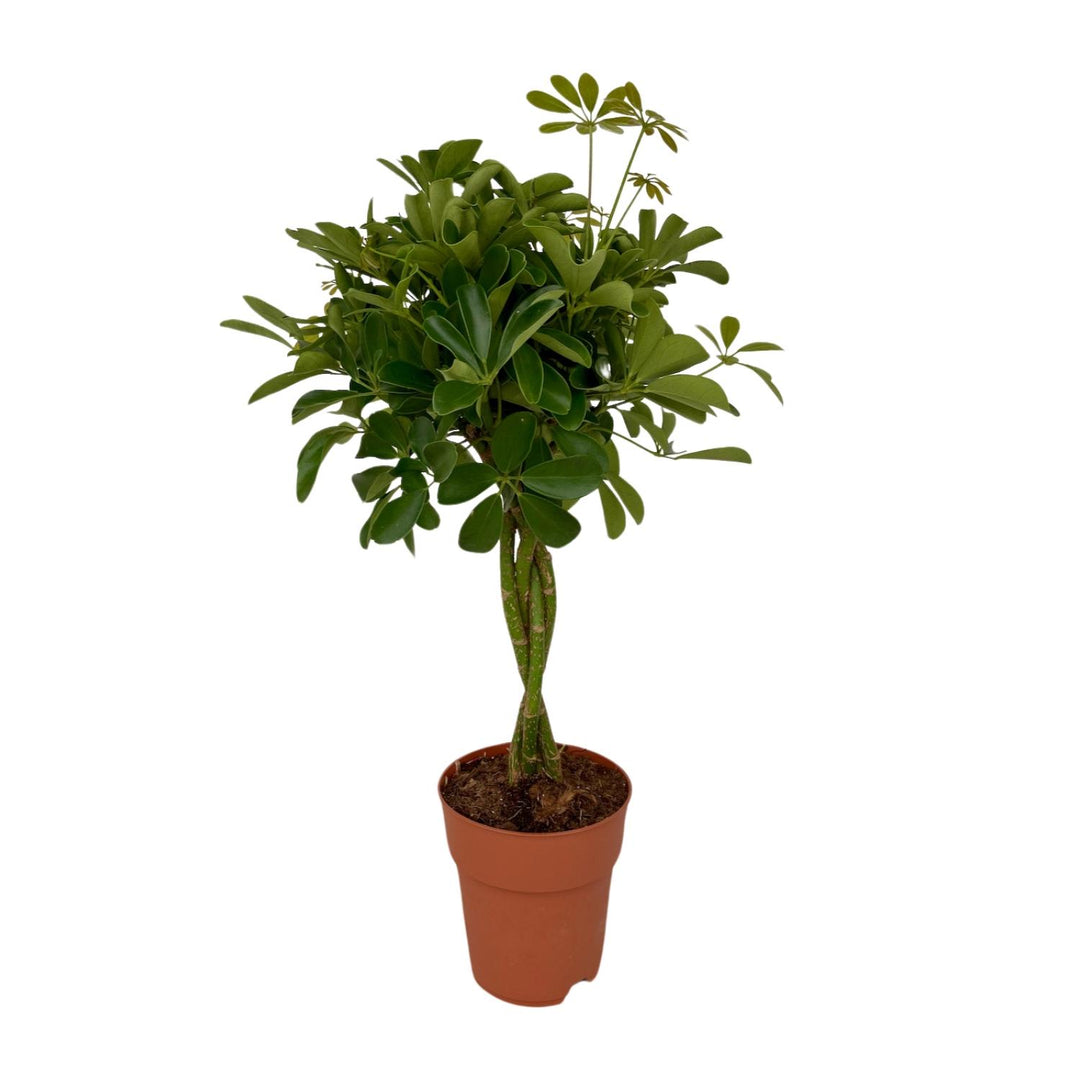Schefflera Compacta 80cm — Dwarf Umbrella Tree in 19cm pot