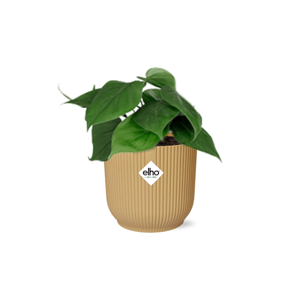 Green Philodendron Scandens houseplant in a decorative pot, ideal for air purification and easy care.