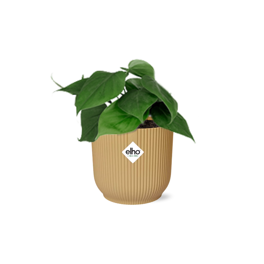 Green Philodendron Scandens houseplant in a decorative pot, ideal for air purification and easy care.