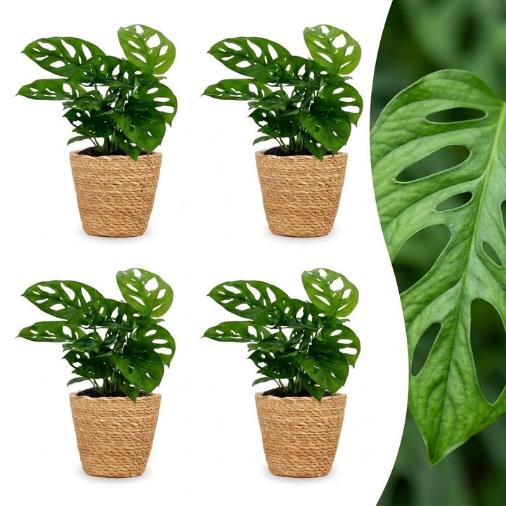Monstera Adansonii - Monstera Adansonii - 4 Plants - with Basket - Pot 12cm - Height - 25cm