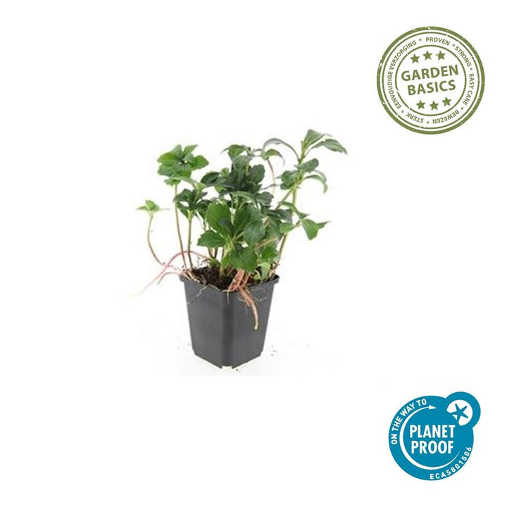 40x Pachysandra Green Sheen - Glossy Evergreen Ground Cover 10-25cm