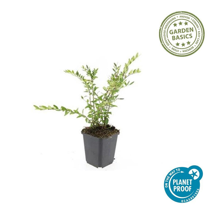 60x Lonicera Pileata Evergreen Ground Cover - 10-25cm - Ø9cm