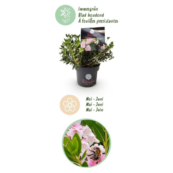 6 Rhododendron Bloombux Light Pink plants in 17cm pots, 30-40cm tall - view 4