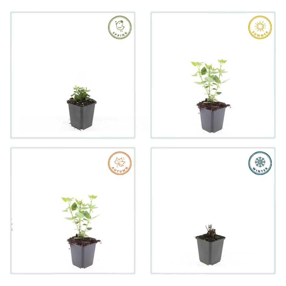 40x Agastache 'Blue Fortune' Lavender-Blue Perennial - 9cm Pot