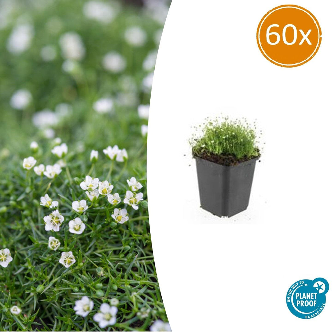 60x Sagina Subulata Irish Moss - Dense Evergreen Ground Cover 9cm Pots