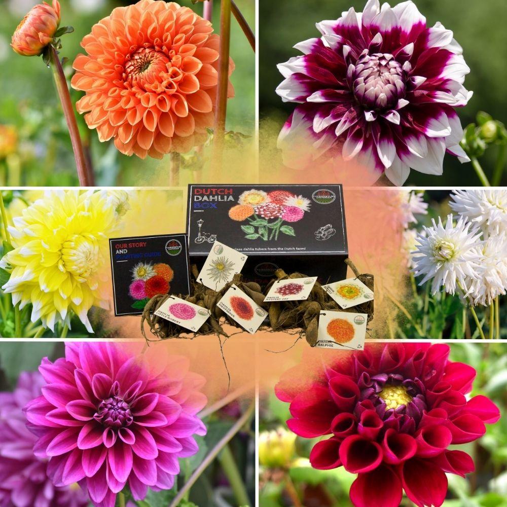 Flowerbulbs Amsterdam - Luxury Box Large, set of 6 Dutch dahlias, 2 boxes for over 2 m²