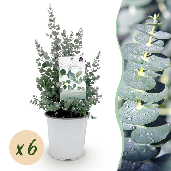 Pack of 6 Eucalyptus gunnii plants in 17cm pots, 40cm tall