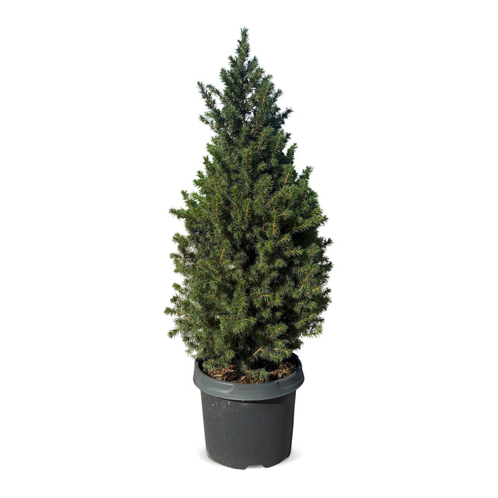 Picea glauca Conica Dwarf Alberta Spruce Christmas tree in 23 cm container, image 2