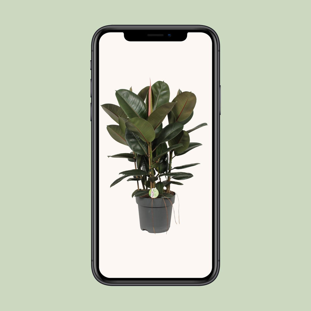 Large Ficus Robusta rubber plant in a sleek pot, ideal for low light indoor spaces, by Everspring.