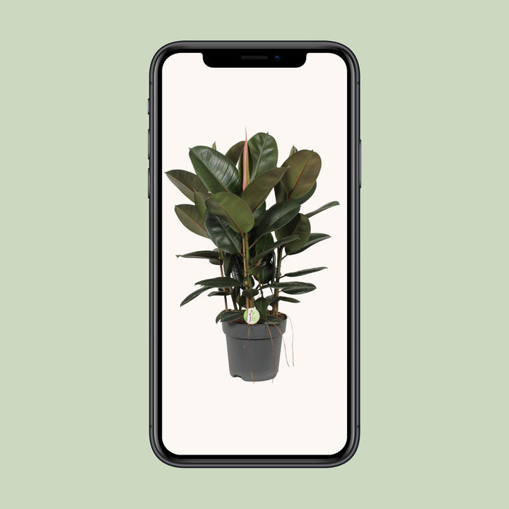 Large Ficus Robusta rubber plant in a sleek pot, ideal for low light indoor spaces, by Everspring.
