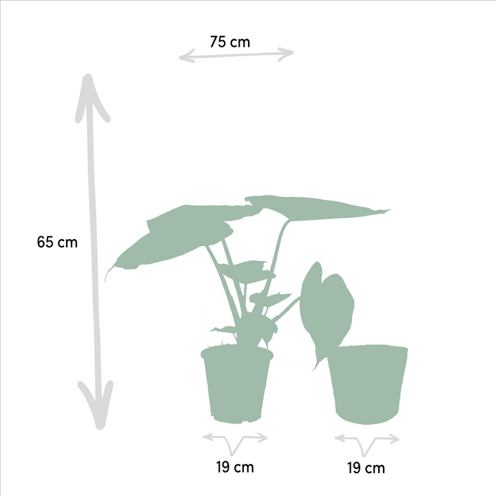 Alocasia Cucullata & Wentii Duo - Indoor Air Purifying Plants Set