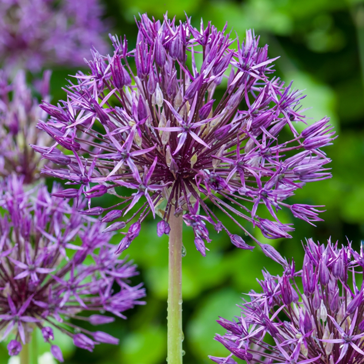 320x Allium Purple Rain - Ail ornemental 'Purple Rain' - Violet - Floraison estivale - Calibre 10/12
