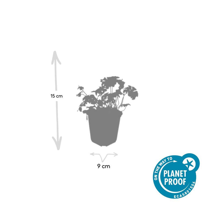 48x Geranium cant. 'Cambridge' - ↕10-25cm - Ø9cm