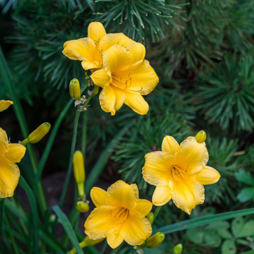 6x Hemerocallis 'Stella de Oro' - ↕10-25cm - Ø9cm