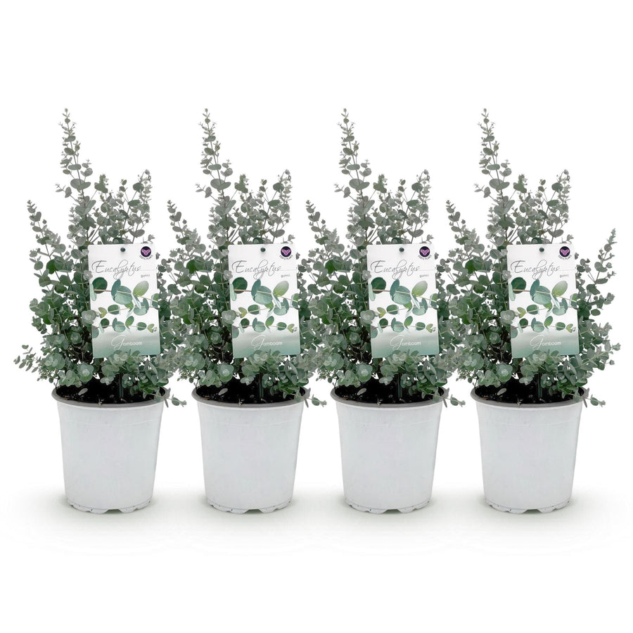 Pack of 4 Eucalyptus gunnii plants in 17cm pots, 40cm tall - view 2