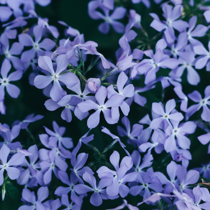 24x Phlox (S) 'Emerald Cushion Blue'- ↕10-25cm - Ø9cm