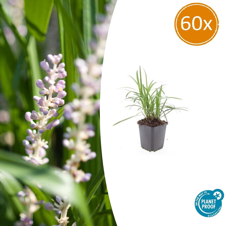 Liriope Muscari Monroe White - Evergreen Groundcover Plants