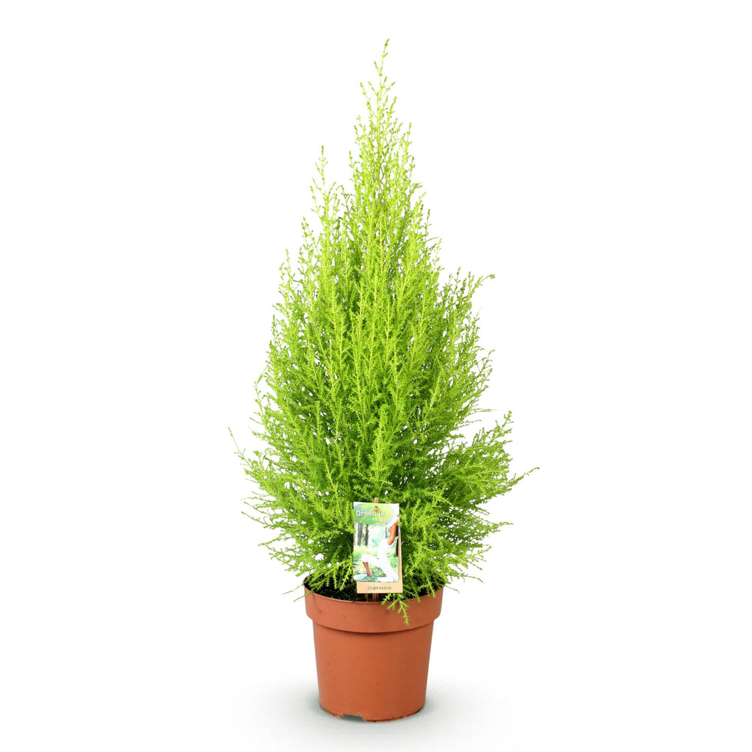 Cupressus 'Goldcrest Wilma' golden lemon-scented conifer, 21cm pot, 85-95cm - view 2