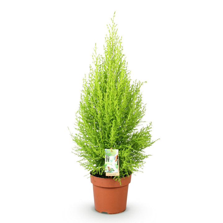 Cupressus 'Goldcrest Wilma' golden lemon-scented conifer, 21cm pot, 85-95cm - view 2