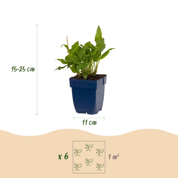 24 Persicaria amplexicaulis 'Rosea' plants in 11cm pots, 15-25cm tall - view 3
