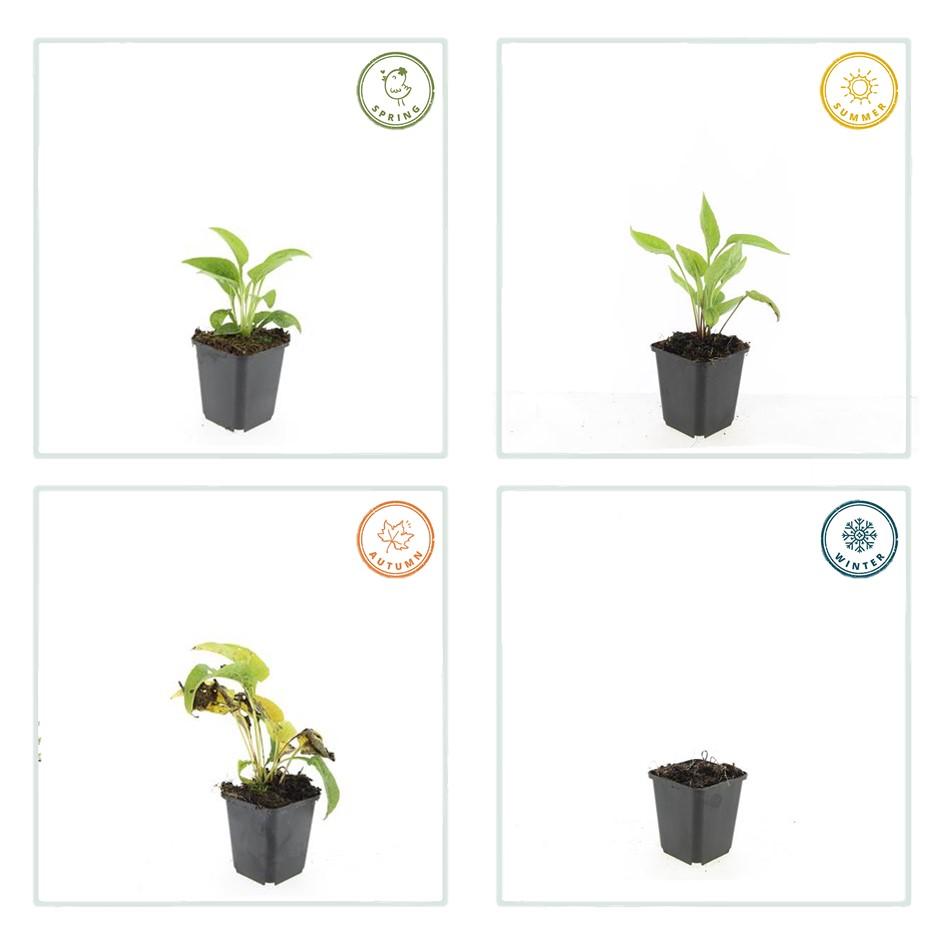 48x Echinacea p. 'White Swan' - ↕10-25cm - Ø9cm