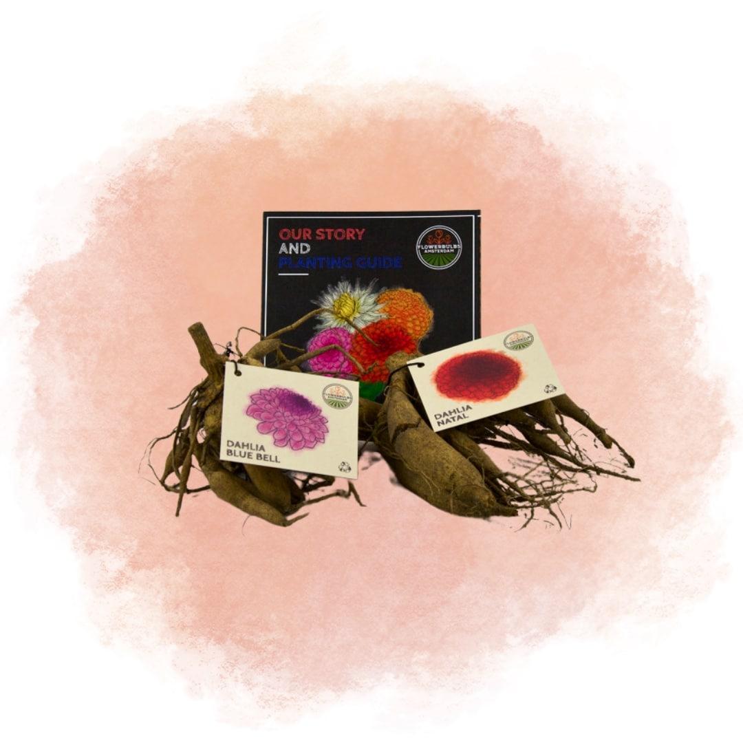 Flowerbulbs Amsterdam - Mix Gerard's Darlings, 12 Dahlia Natal & 12 Dahlia Blue Bell tubers for 4 m²