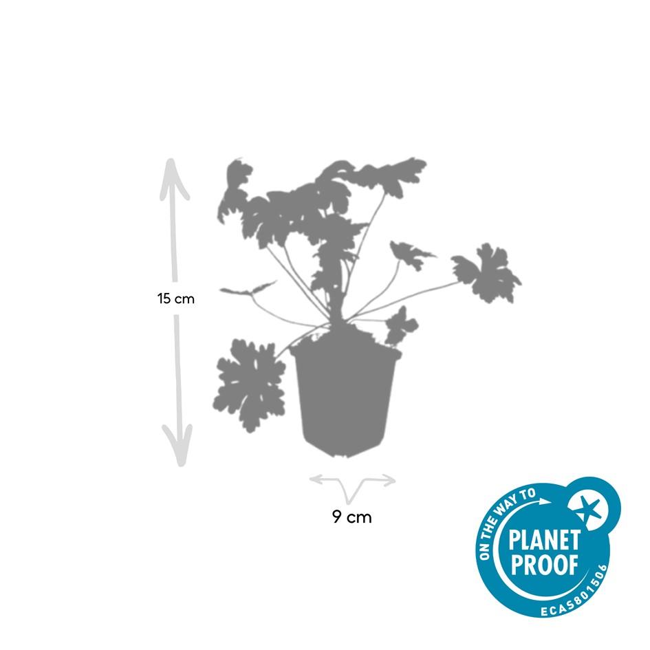 Geranium macrorrhizum Ingwersen's Variety - Hardy Pink Groundcover